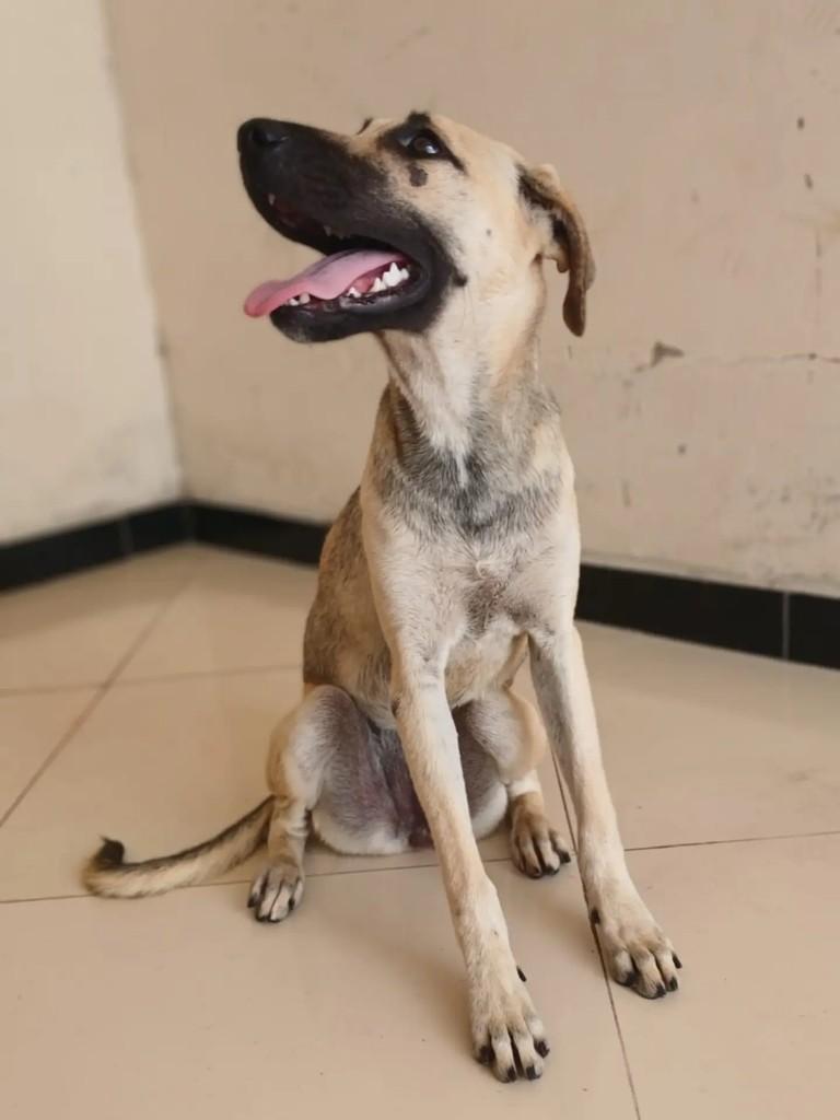 Maitê, cachorro de porte médio para adoção em Itabaiana - SE — foto 2 de 9