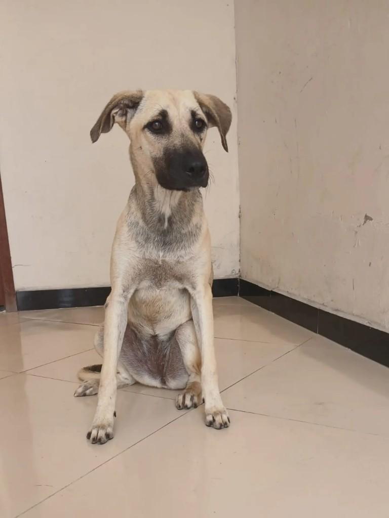 Maitê, cachorro de porte médio para adoção em Itabaiana - SE — foto 3 de 9