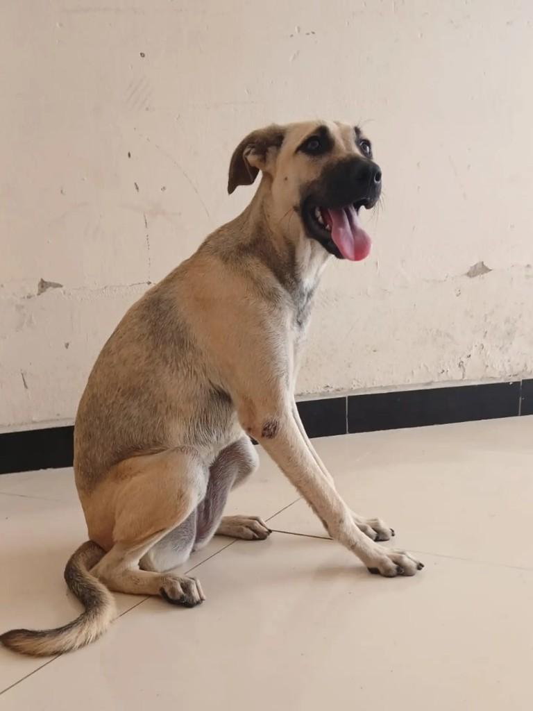 Maitê, cachorro de porte médio para adoção em Itabaiana - SE — foto 4 de 9