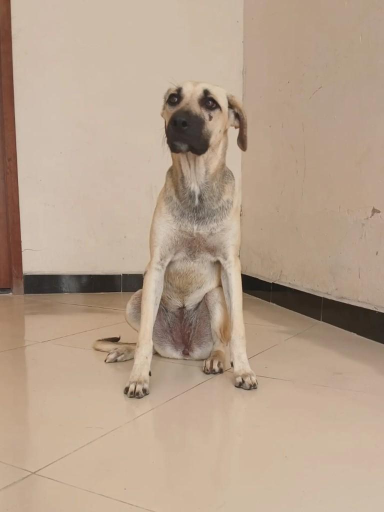 Maitê, cachorro de porte médio para adoção em Itabaiana - SE — foto 5 de 9