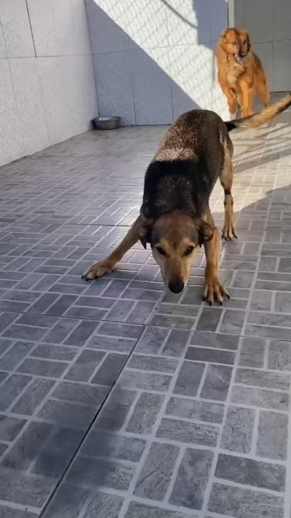 Freddy, cachorro de porte médio para adoção em Ibiúna - SP
