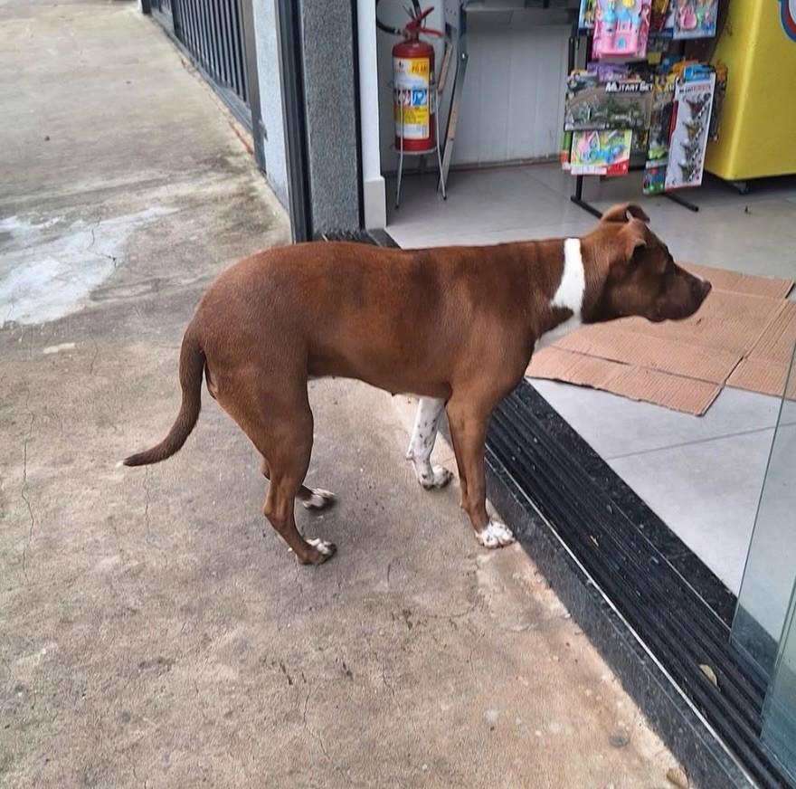 CastradaeAdotada, cadela de porte médio para adoção em Laranjal Paulista - SP