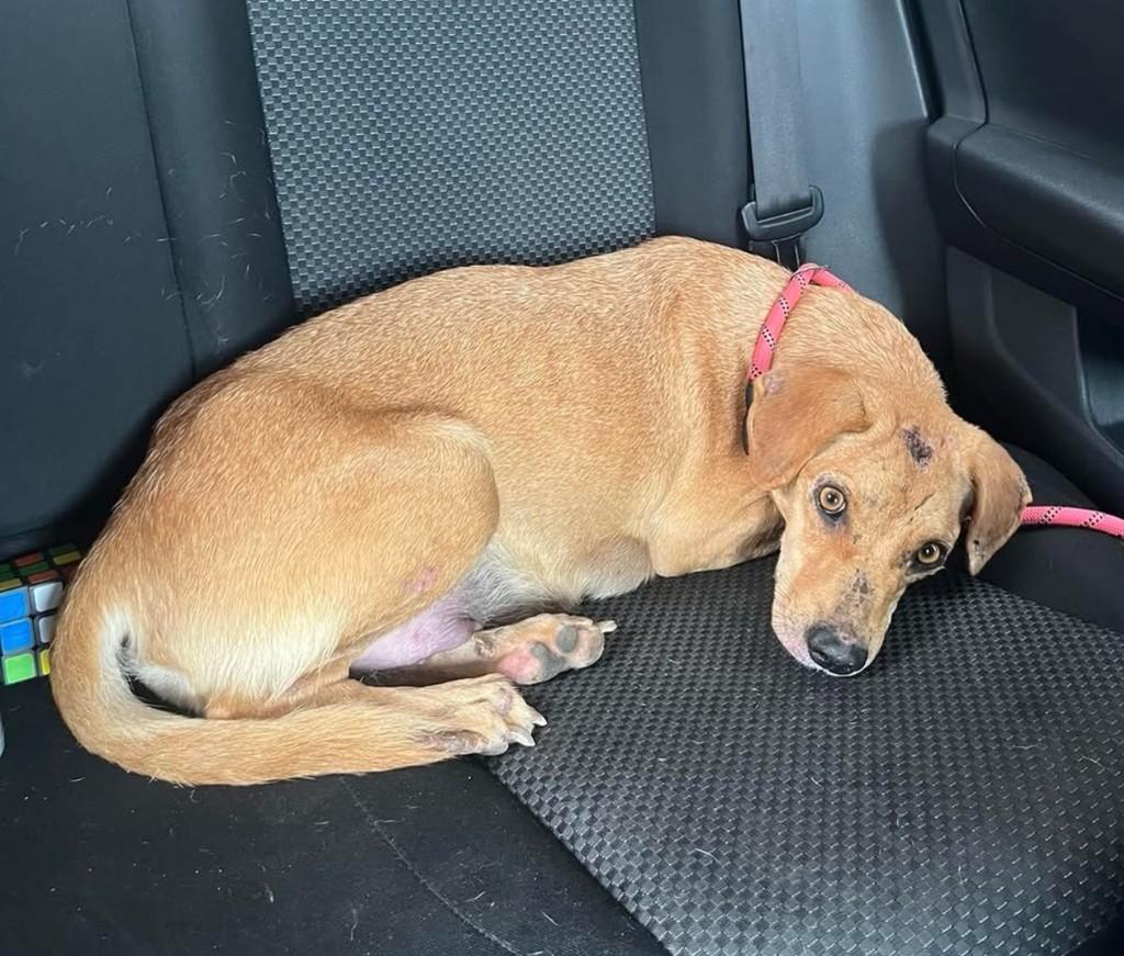 Mel, cachorro de porte pequeno para adoção em Laranjal Paulista - SP