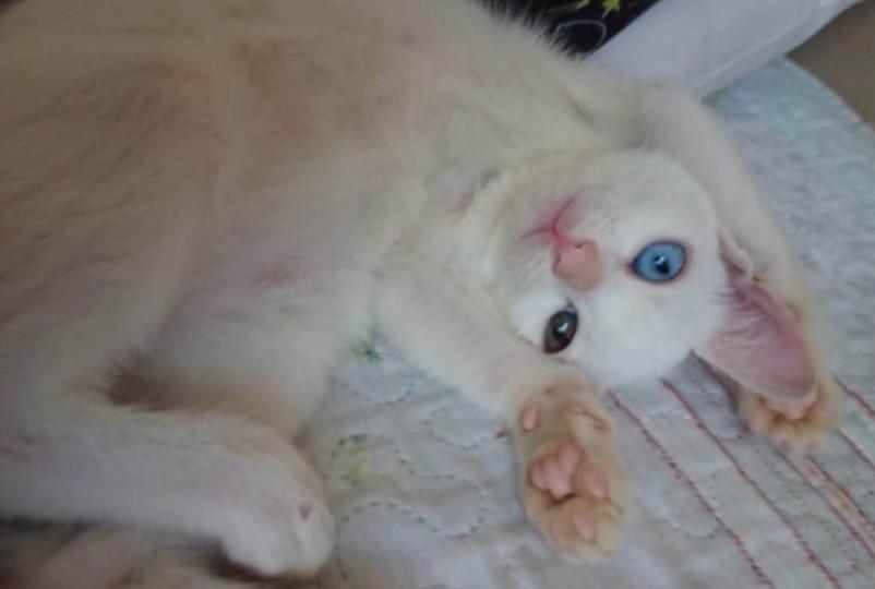 Estrela, gata de porte pequeno para adoção em Laranjal Paulista - SP