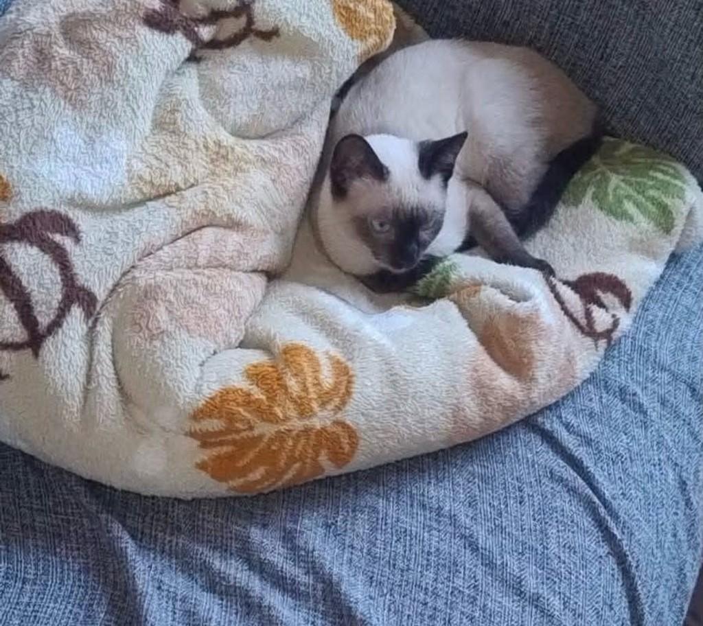 Pudim, gato de porte pequeno para adoção em Laranjal Paulista - SP