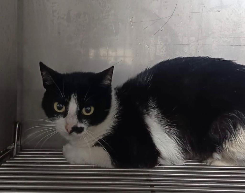 Princesa, gato de porte médio para adoção em Laranjal Paulista - SP