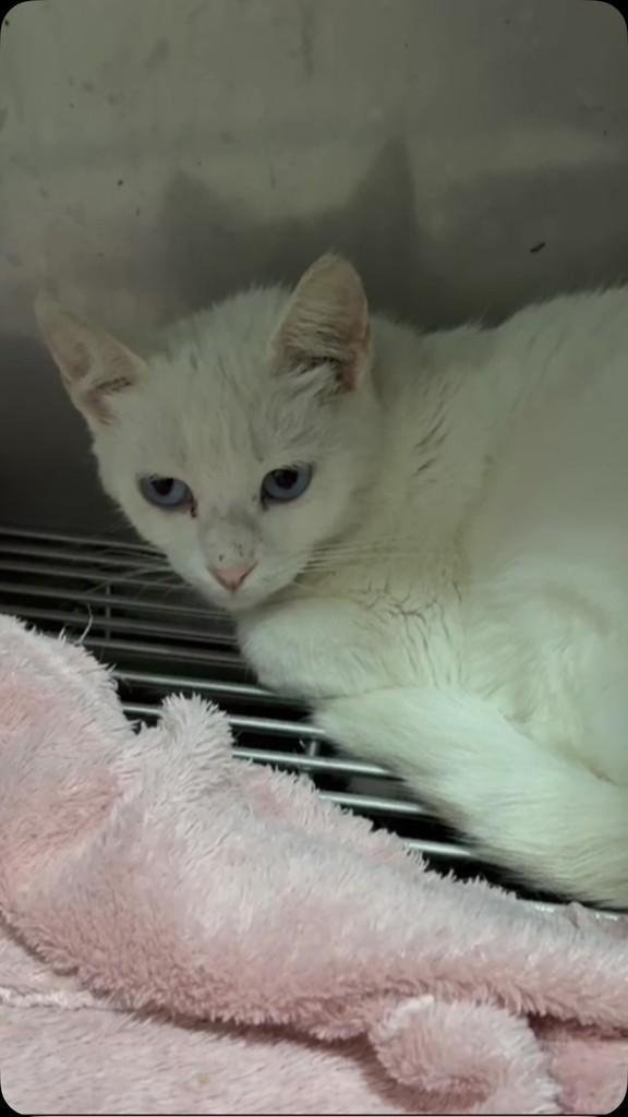 Pérola, gata de porte pequeno para adoção em São Roque - SP