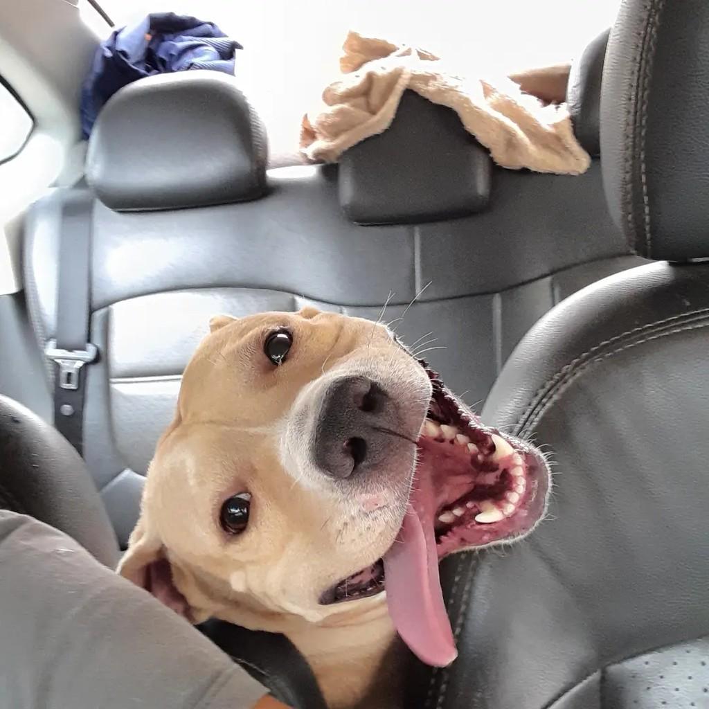 Mel, cadela de porte médio para adoção em Cachoeiro de Itapemirim - ES