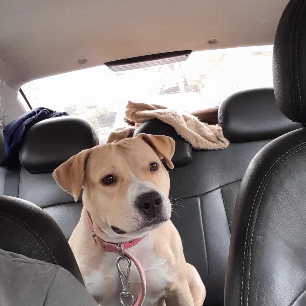 Mel, cadela de porte médio para adoção em Cachoeiro de Itapemirim - ES — foto 5 de 6