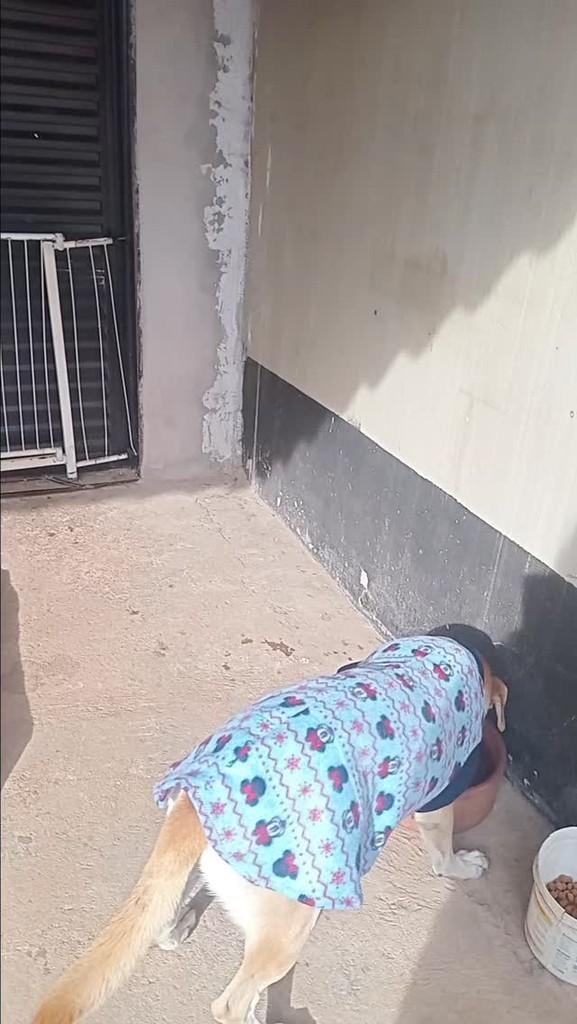 Robson, cachorro de porte médio para adoção em Araras - SP