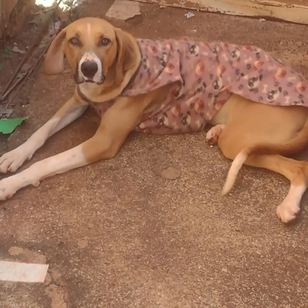 Rubí, cachorro de porte médio para adoção em Araras - SP