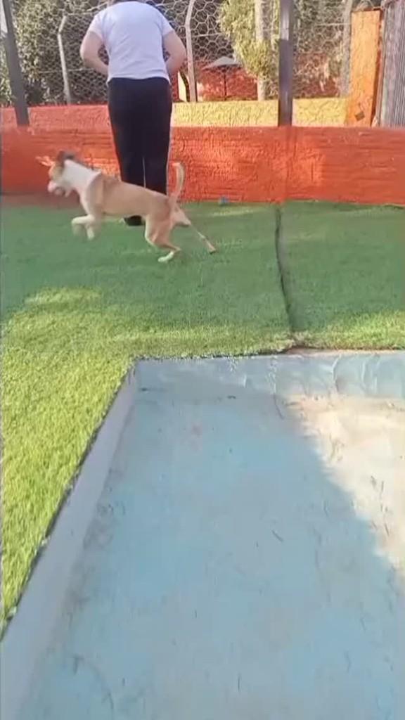 Lemão, cachorro de porte médio para adoção em Araras - SP
