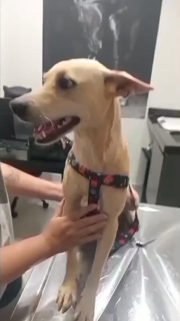 Doguinha, cadela de porte médio para adoção em Araras - SP
