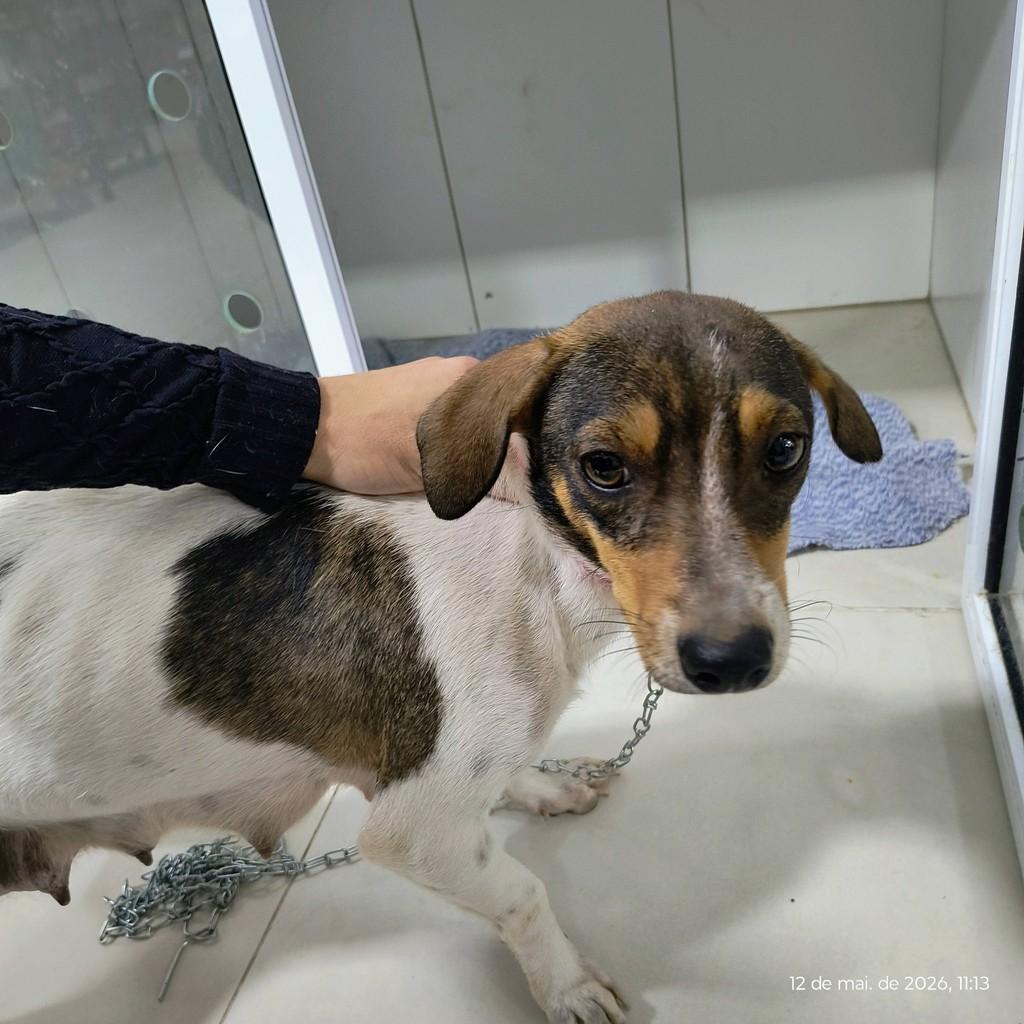 Cachorra, cadela de porte pequeno para adoção em Roca Sales - RS
