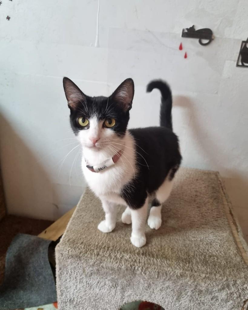 Mia, gata de porte pequeno para adoção em São Paulo - SP
