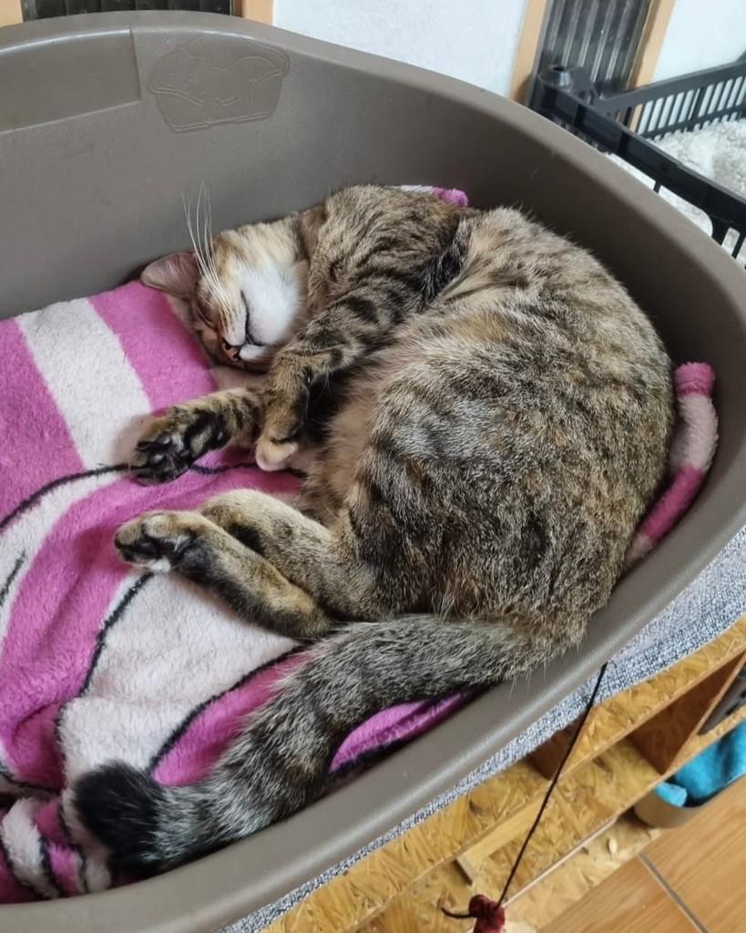 Lila, gata de porte pequeno para adoção em São Paulo - SP