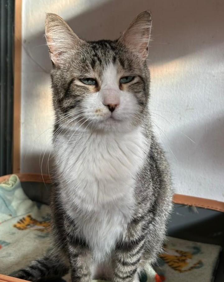 Mimi, gato para adoção em São Paulo - SP