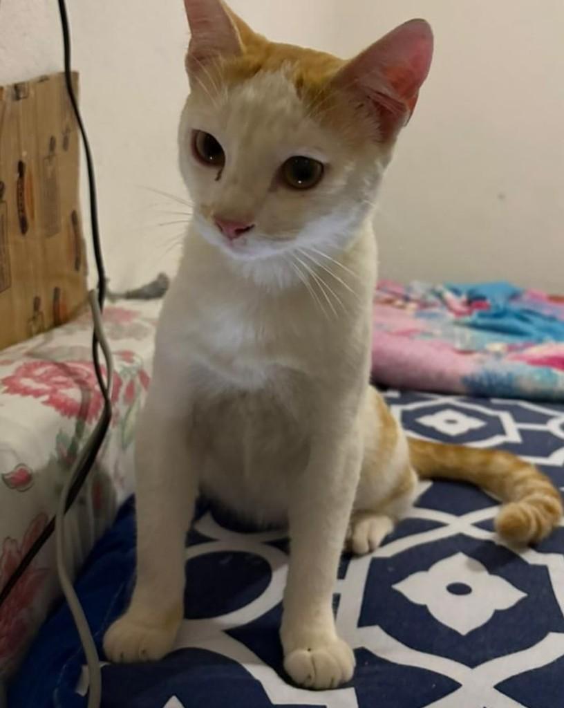 Pitoco, gato de porte pequeno para adoção em São Paulo - SP