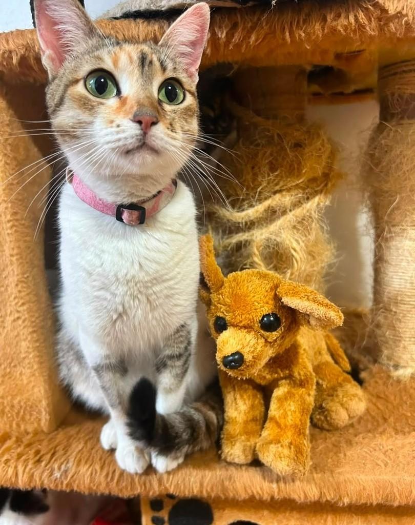Âmbar, gato para adoção em São Paulo - SP