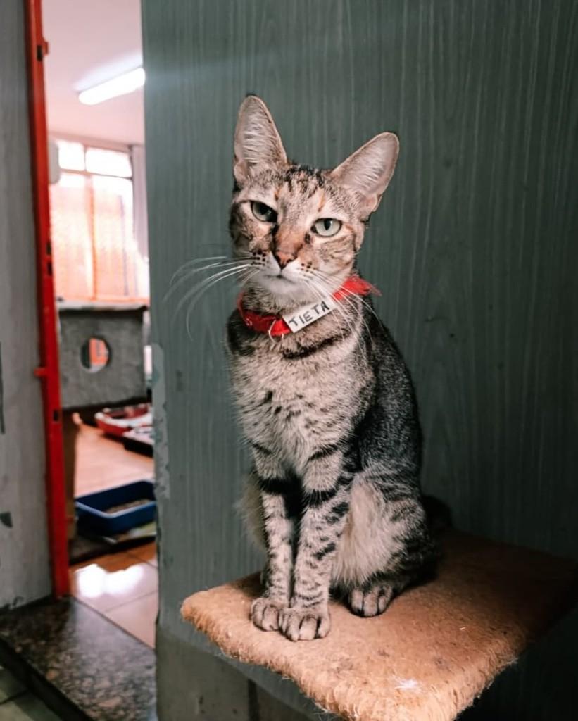 Tieta, gata de porte pequeno para adoção em São Paulo - SP