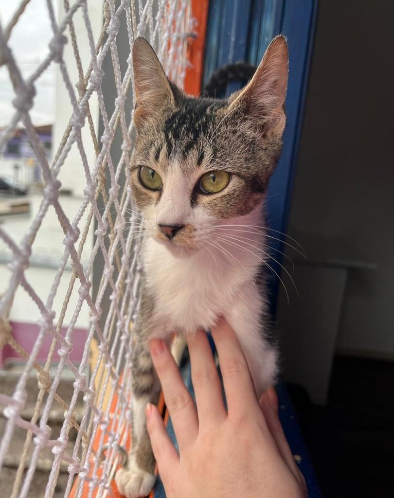 Sony, gato de porte pequeno para adoção em São Paulo - SP