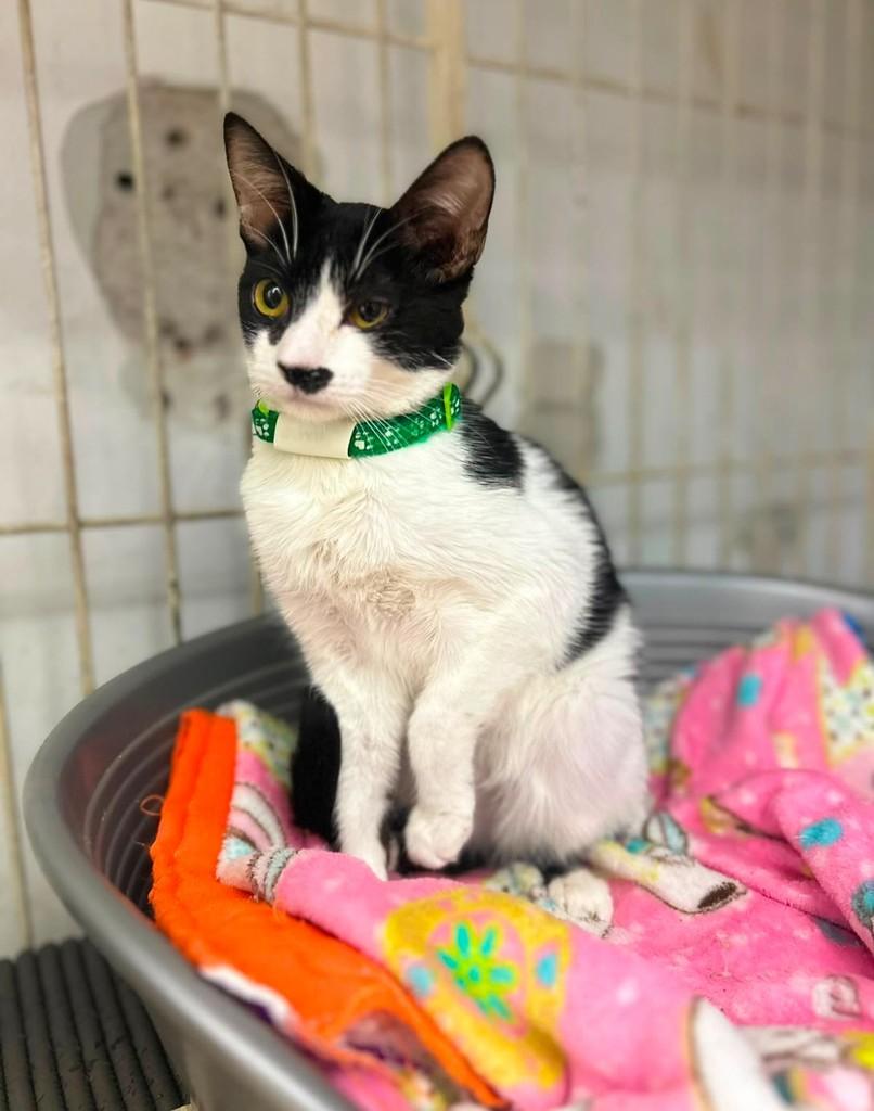 Olivia, gata de porte pequeno para adoção em São Paulo - SP
