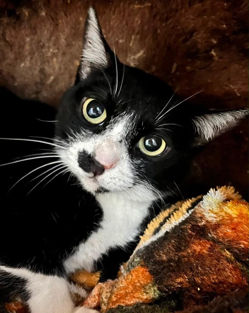 Suzy, gata de porte médio para adoção em São Paulo - SP