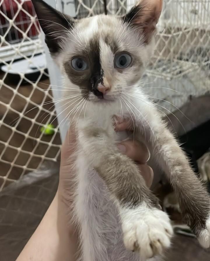 Molly, gata de porte pequeno para adoção em São Paulo - SP