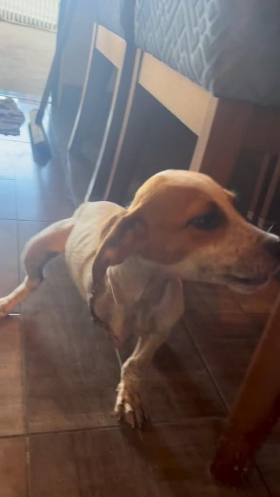 Perninha, cachorro de porte pequeno para adoção em Buri - SP