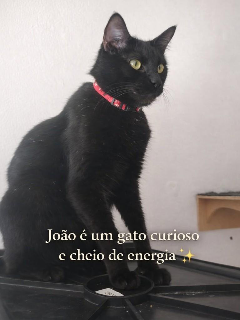 João, gato de porte médio para adoção em Porto Alegre - RS