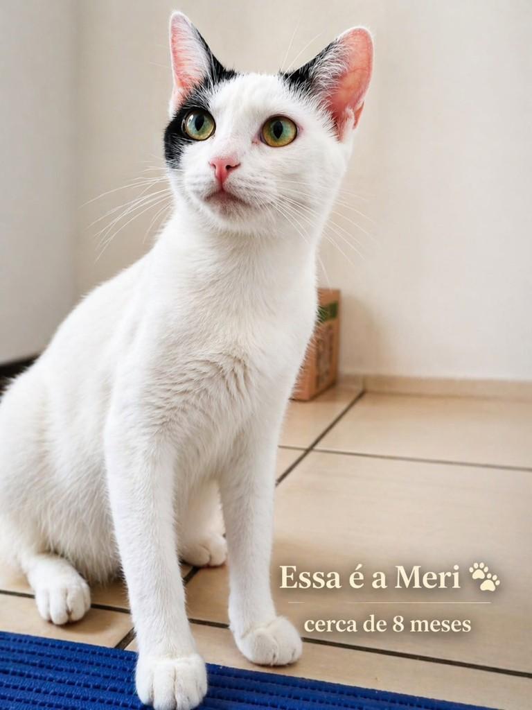 Meri, gata para adoção em Porto Alegre - RS