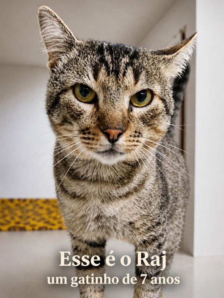 Raj, gato de porte médio para adoção em Porto Alegre - RS