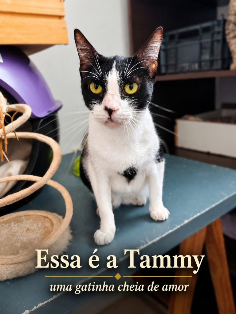 Tammy, gata de porte pequeno para adoção em Porto Alegre - RS