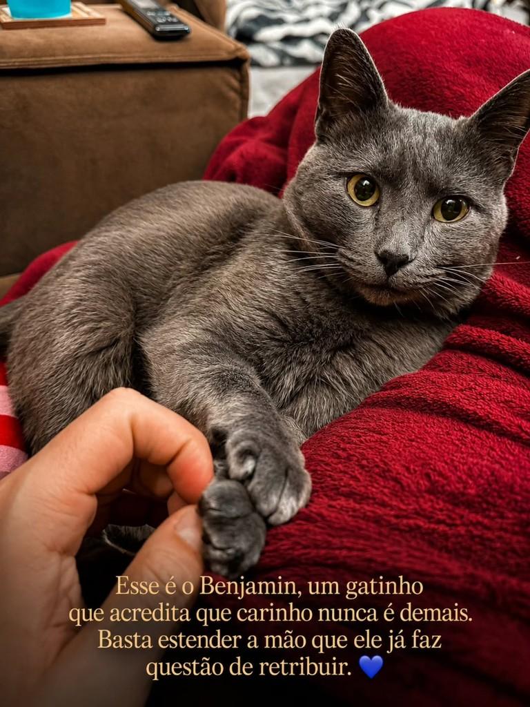 Benja, gato de porte pequeno para adoção em Porto Alegre - RS