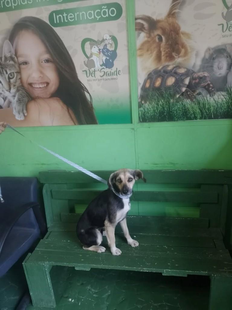 Lua, cadela de porte pequeno para adoção em Guarulhos - SP