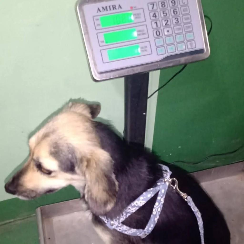 Luna, cachorro de porte pequeno para adoção em Guarulhos - SP