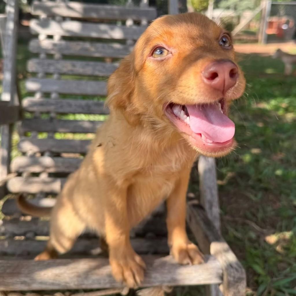Filhotinha, cachorro de porte pequeno para adoção em Brotas - SP