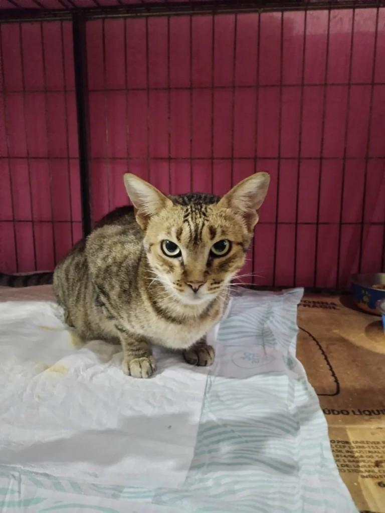 Petúnia, gata de porte pequeno para adoção em Cariacica - ES