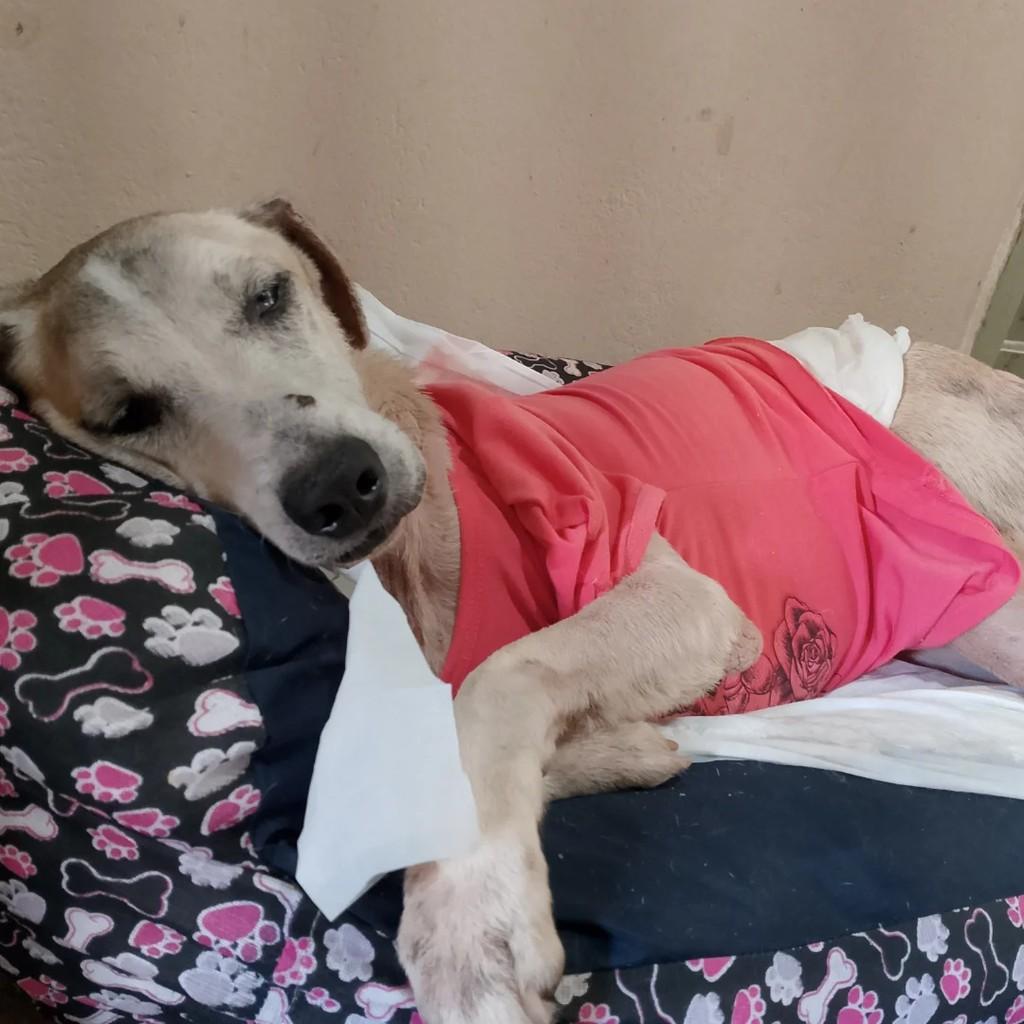 Conde, cachorro de porte médio para adoção em Cariacica - ES