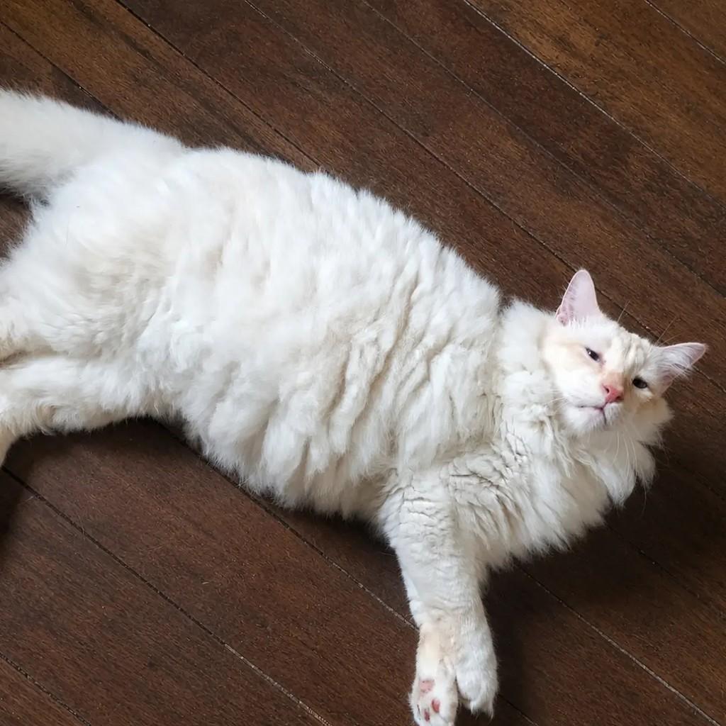 Demi, gato de porte grande para adoção em Cariacica - ES