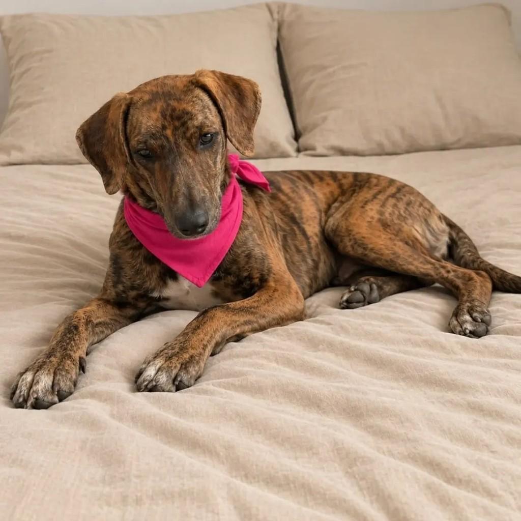 Nala, cadela de porte médio para adoção em Cariacica - ES — foto 2 de 4