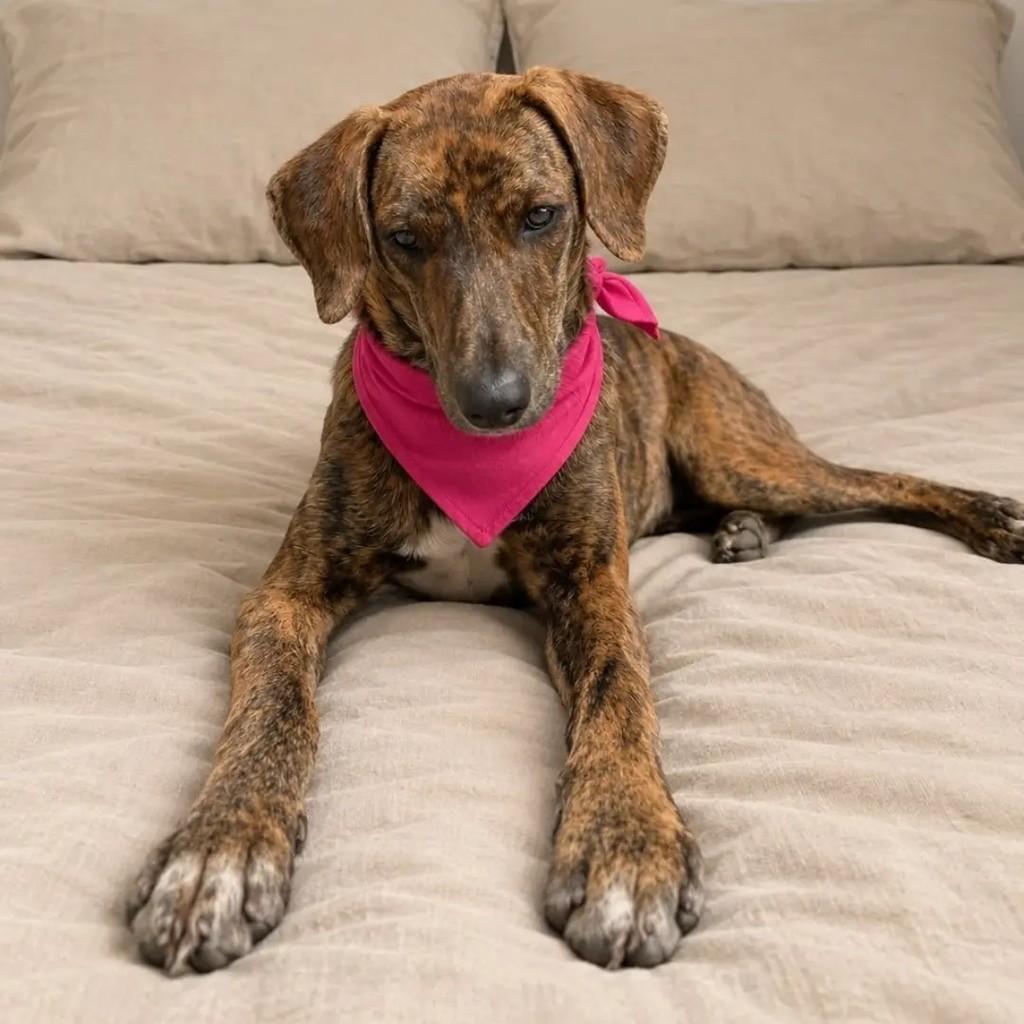 Nala, cadela de porte médio para adoção em Cariacica - ES — foto 3 de 4