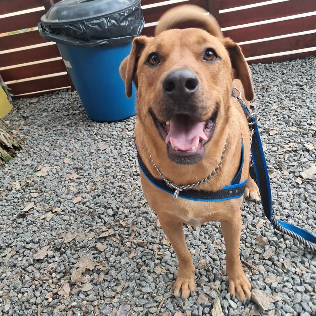 Scooby, cachorro de porte grande para adoção em Guarulhos - SP