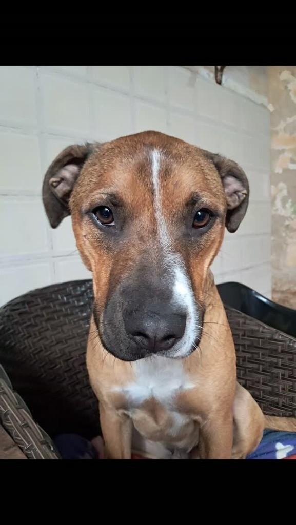 Toddy, cachorro de porte médio para adoção em Guarulhos - SP