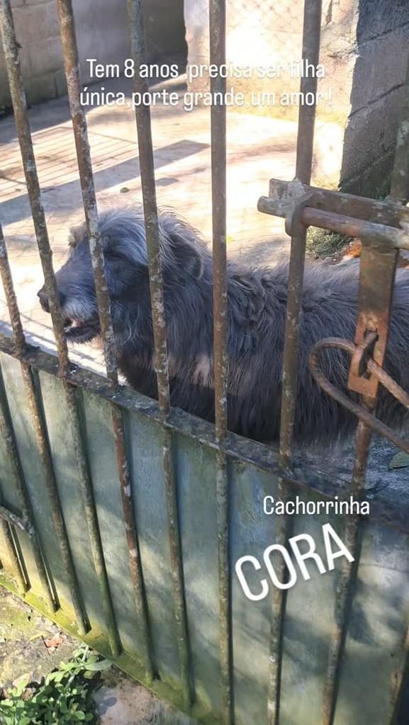 Cora, cadela de porte grande para adoção em São Paulo - SP