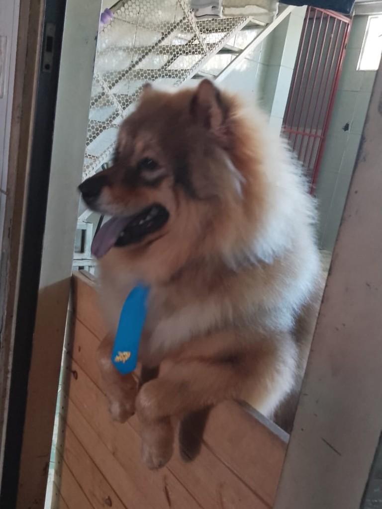 Príncipe, cachorro de porte pequeno para adoção em Cidade Ocidental - GO