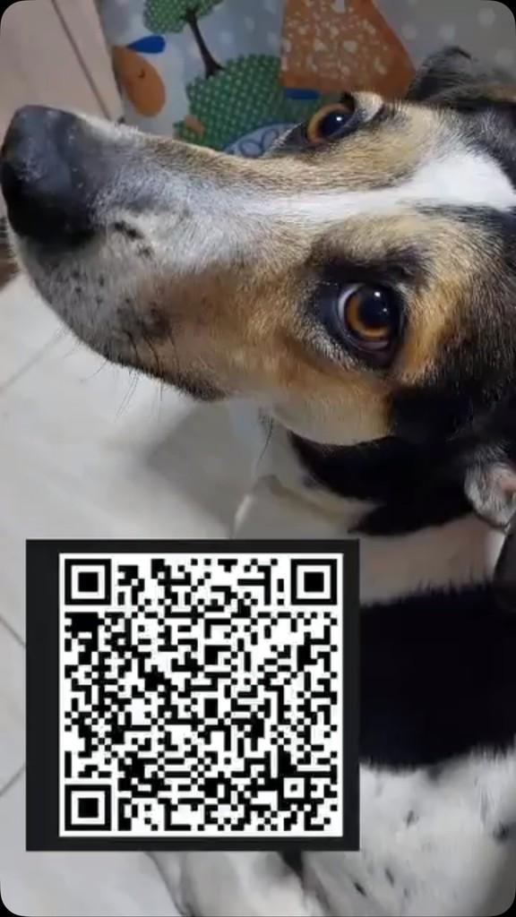 Nala, cachorro de porte médio para adoção em Cidade Ocidental - GO
