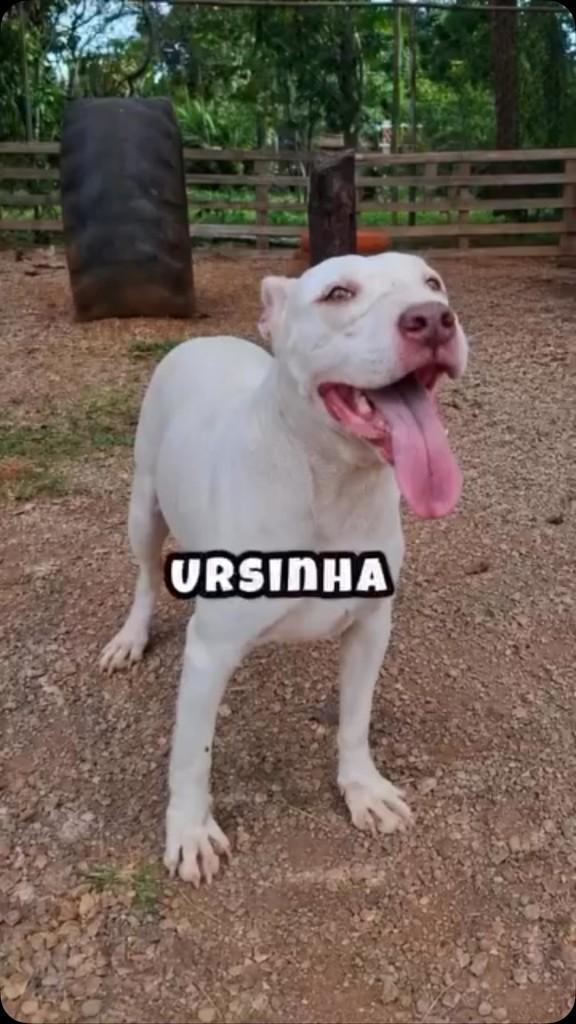 Ursinha, cadela de porte médio para adoção em Cidade Ocidental - GO