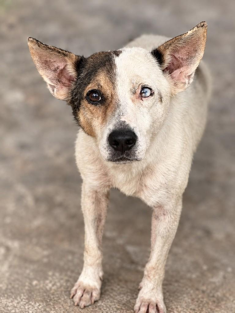 Trovão, cachorro de porte médio para adoção em Cidade Ocidental - GO