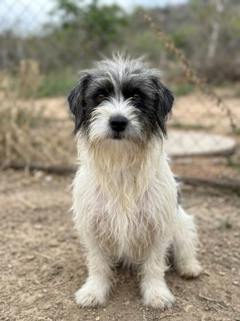 Marley, cachorro de porte pequeno para adoção em Cidade Ocidental - GO